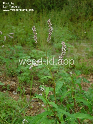 smartweed, Pennsylvania